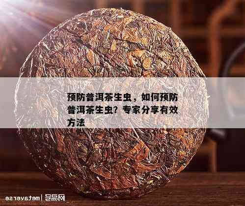 普洱茶的全方位防虫策略：从存到冲泡，让您远离茶叶虫害困扰