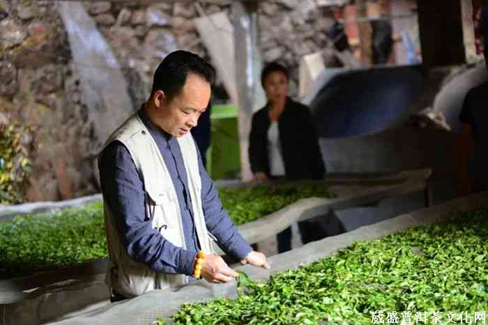 普洱茶王茶业：全方位解读普洱茶的品质、制作工艺与健益处