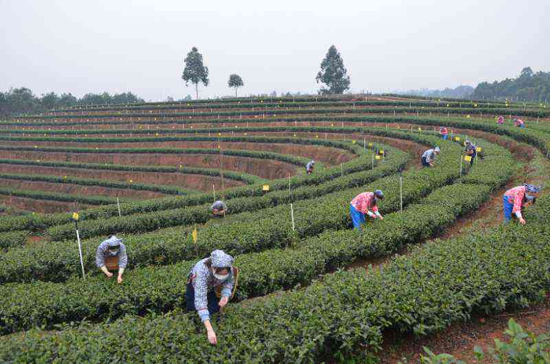 包头哪里卖茶叶比较好：包头市茶叶场