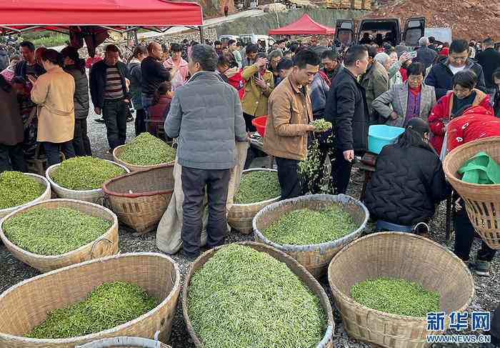 包头哪里卖茶叶比较好：包头市茶叶场