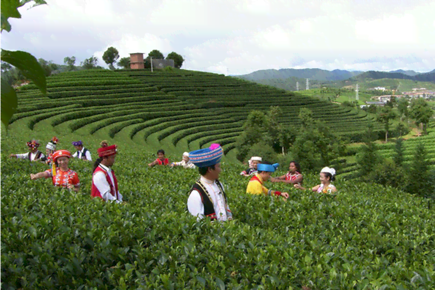 包头哪里卖茶叶比较好：包头市茶叶场