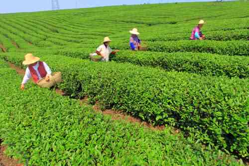 包头哪里卖茶叶比较好：包头市茶叶场