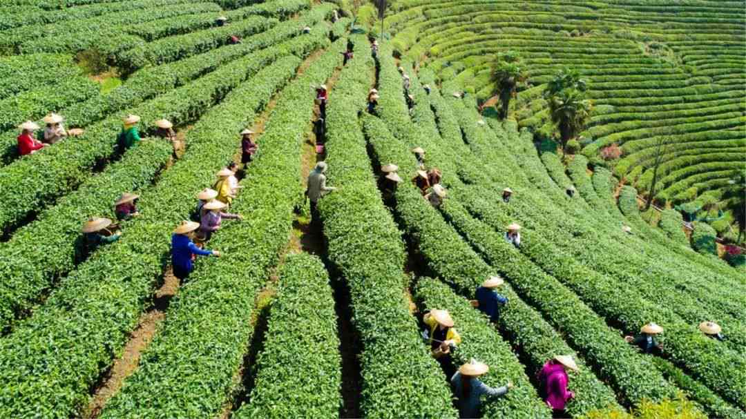 包头哪里卖茶叶比较好：包头市茶叶场