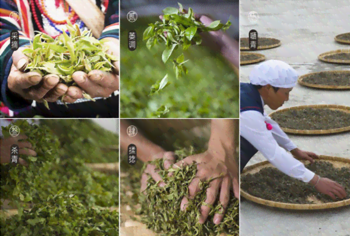 新勐海福贡茶：普洱茶的传承与创新之路