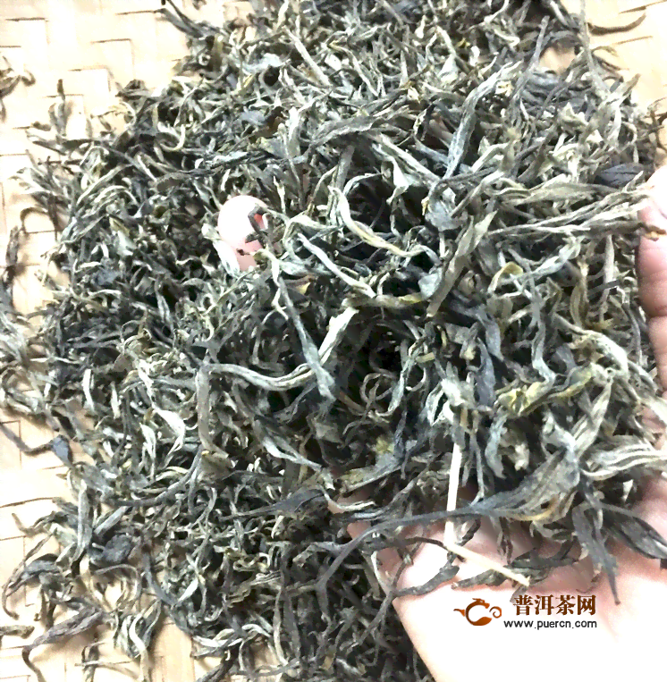 大雪山普洱茶曼松