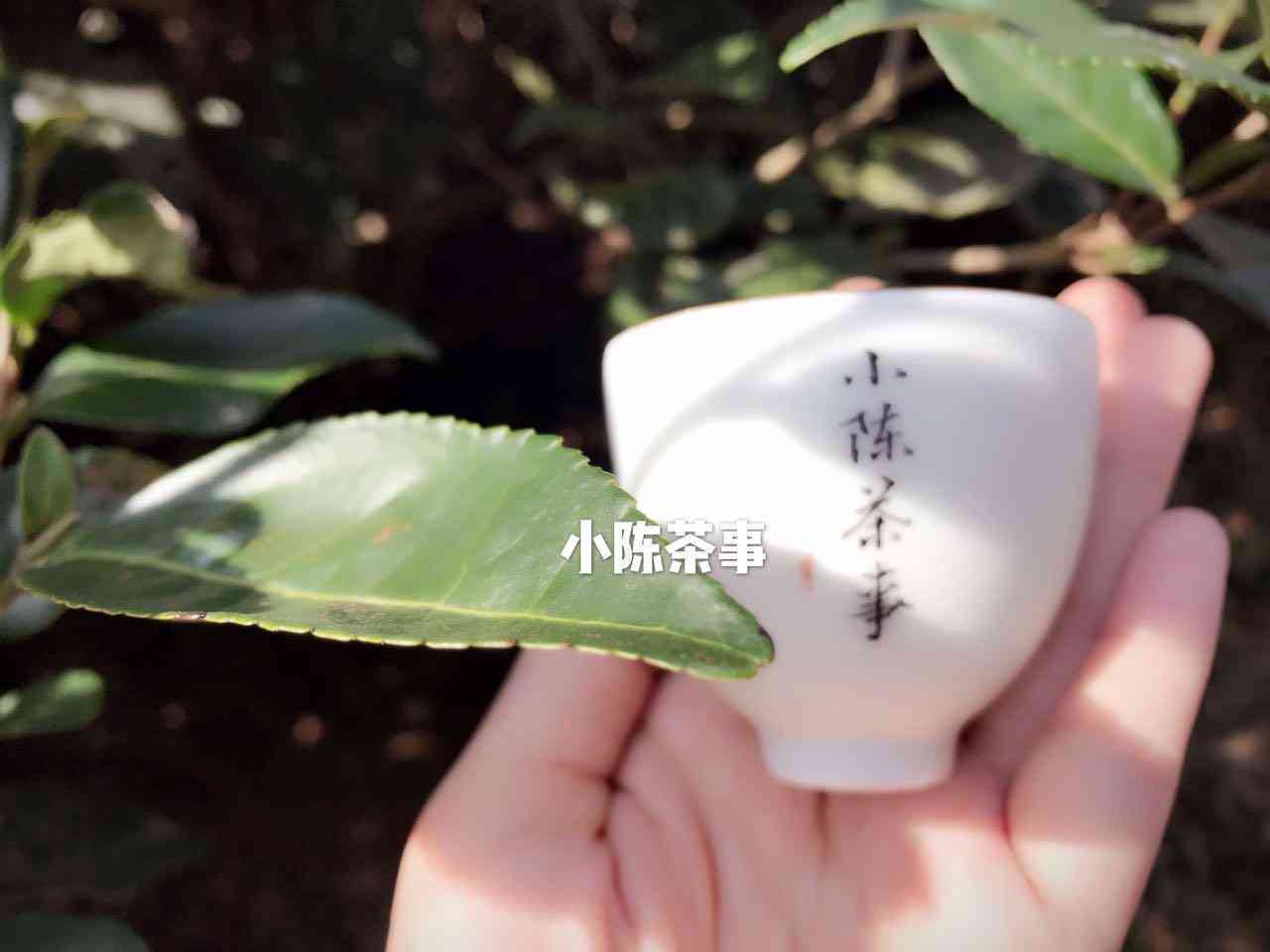 粽叶香中的普洱茶韵：端午时节的新体验