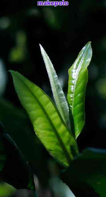 普洱茶的制作原料：探究不同树叶对普洱茶品质的影响