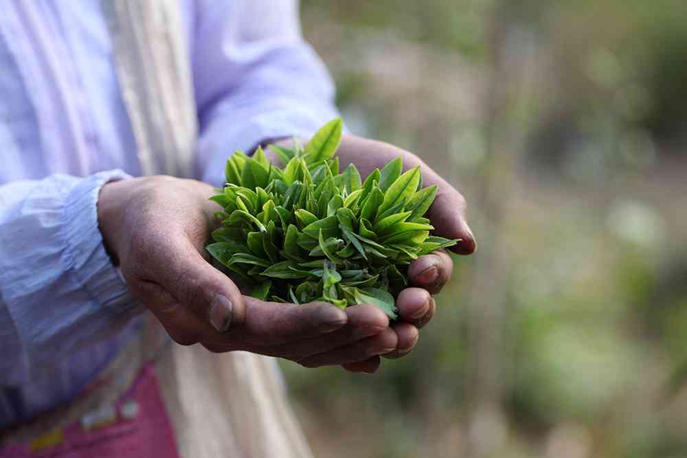 '大泥塘普洱茶哪个产区好：精选茶叶产区，品鉴优质大泥塘普洱茶'