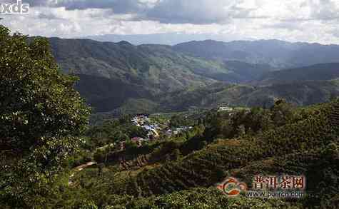 '大泥塘普洱茶哪个产区好：精选茶叶产区，品鉴优质大泥塘普洱茶'