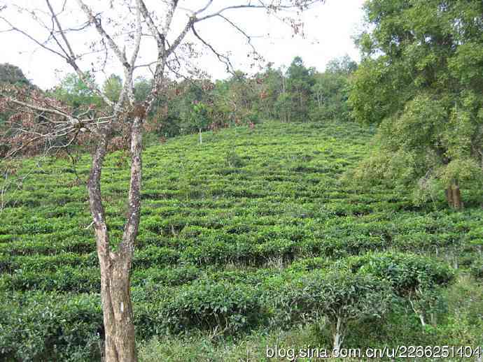 大荒田普洱茶：好茶还是坏茶？