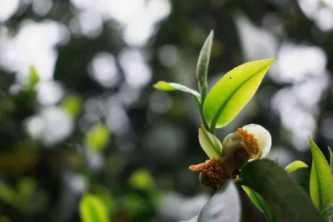 景迈山普洱茶曼松