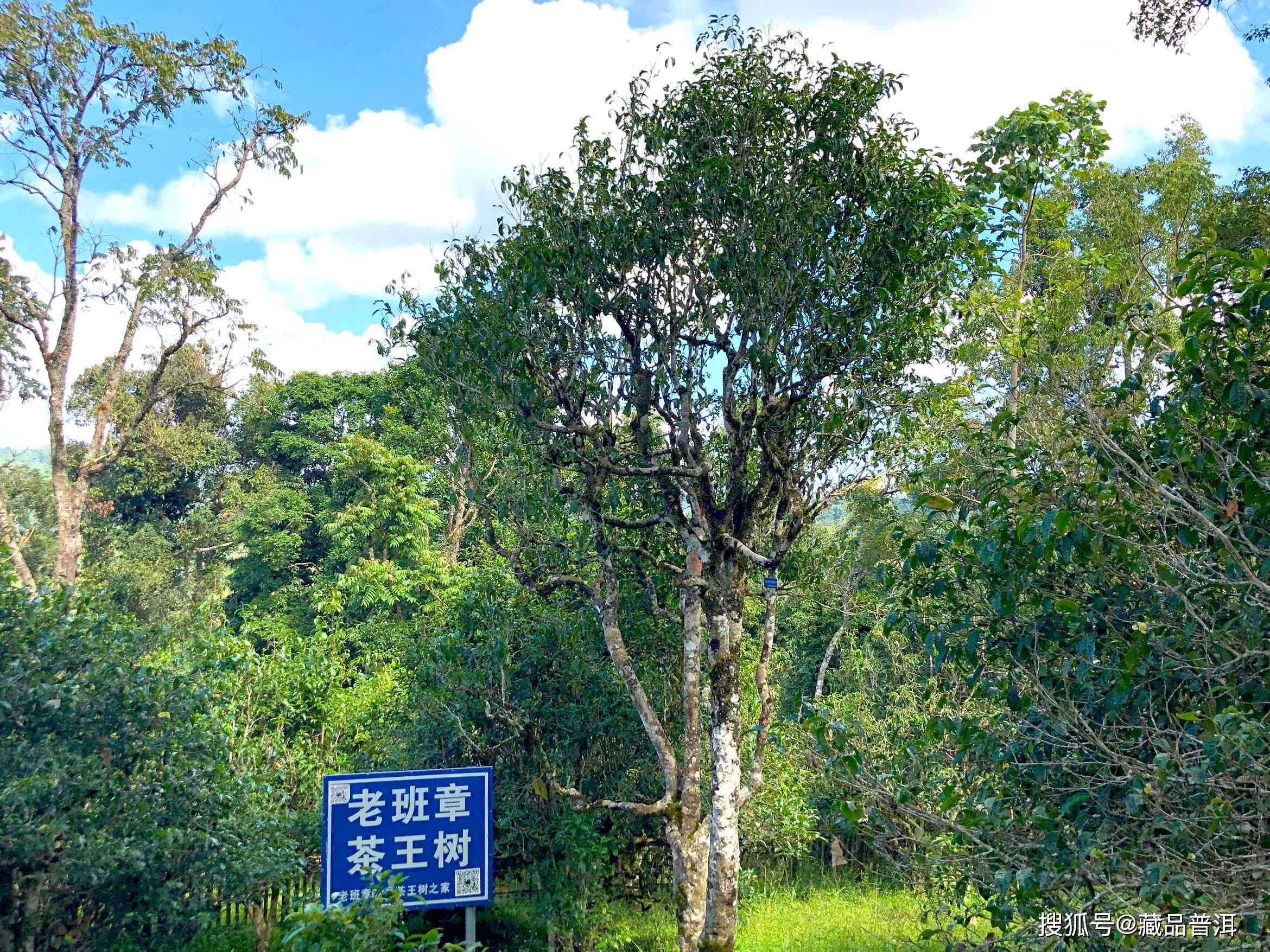 种植普洱茶树的成本分析：从树到成熟茶叶的全过程费用