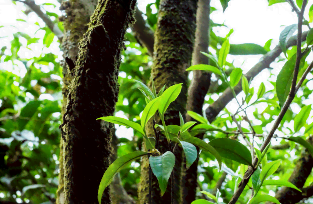 种植普洱茶树的成本分析：从树到成熟茶叶的全过程费用