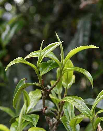 种植普洱茶树的成本分析：从树到成熟茶叶的全过程费用