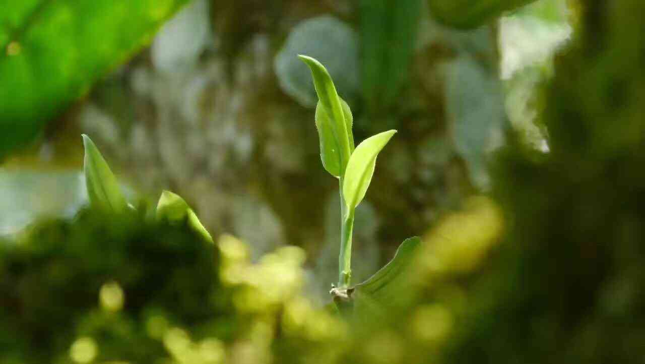 普洱茶树产量：一棵树能产生多少茶叶？影响产量的因素有哪些？