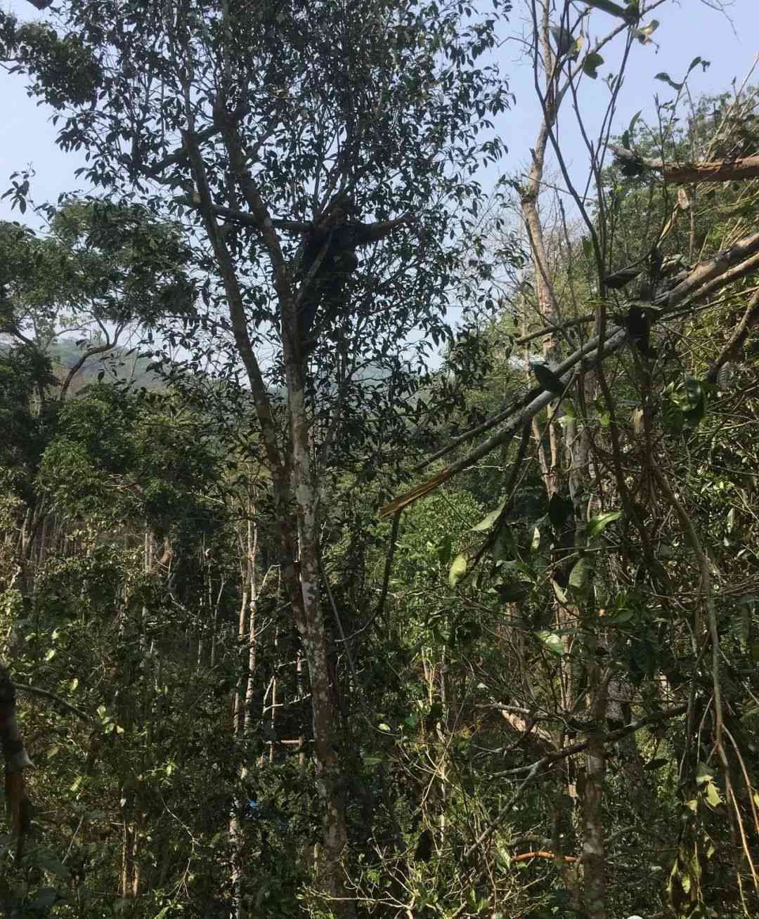 普洱茶树产量：一棵树能产生多少茶叶？影响产量的因素有哪些？