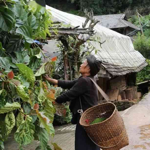 普洱茶采摘后的晾晒方法：如何让普洱茶更好地风干？