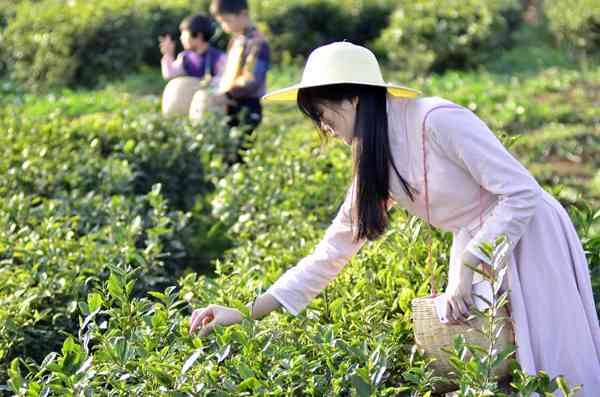 普洱茶采摘后的晾晒方法：如何让普洱茶更好地风干？