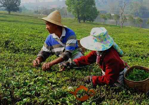 普洱茶采摘后的晾晒方法：如何让普洱茶更好地风干？