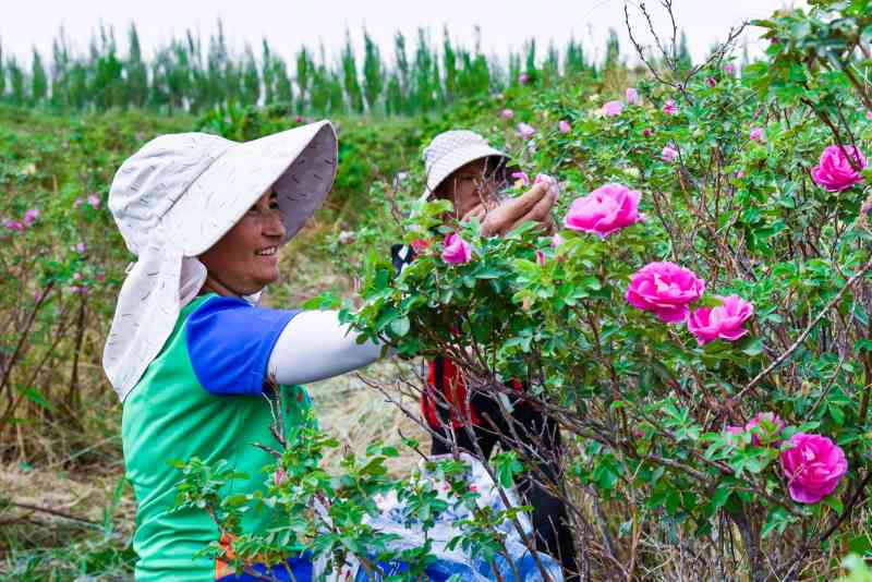 普洱茶采摘后的晾晒方法：如何让普洱茶更好地风干？