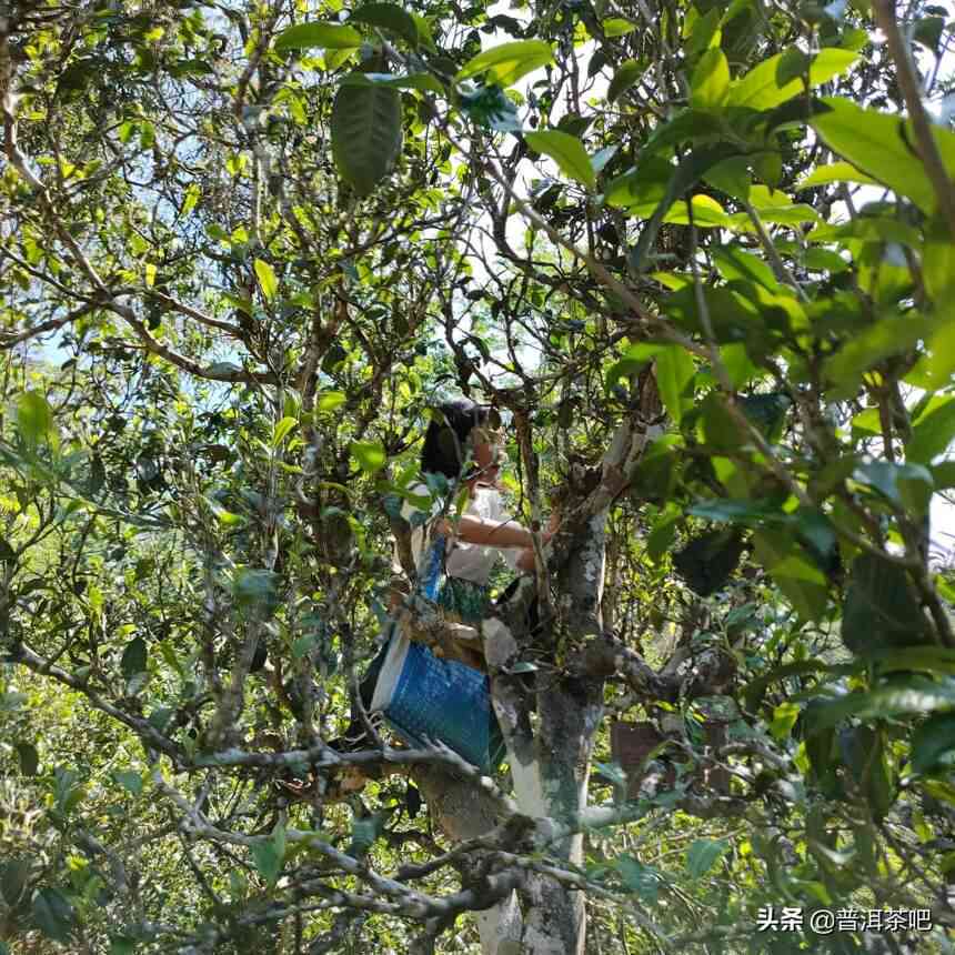 普洱茶的采摘时机及其品质特点探讨