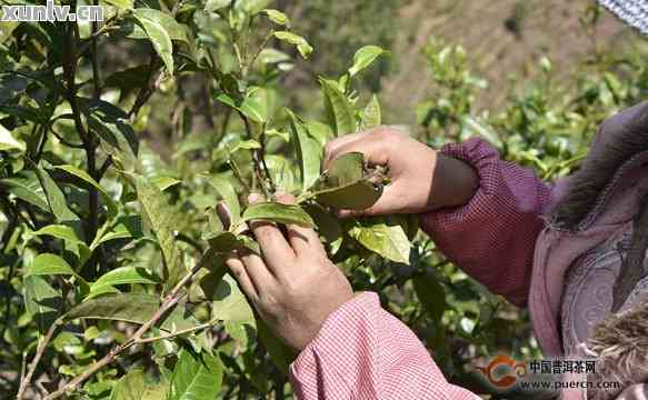 普洱茶的采摘时机及其品质特点探讨