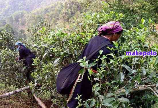 普洱茶的采摘时机及其品质特点探讨