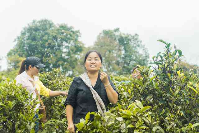 普洱茶哪个时候采摘好