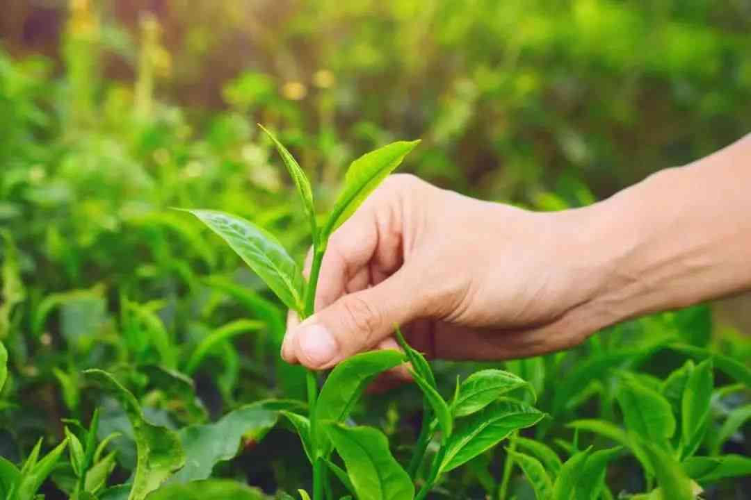 普洱茶哪个时候采摘好