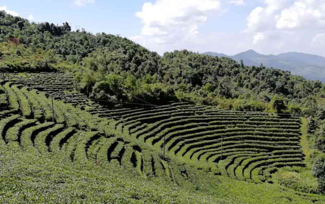 探究普洱茶的独特泡法：碗泡的魅力与技巧