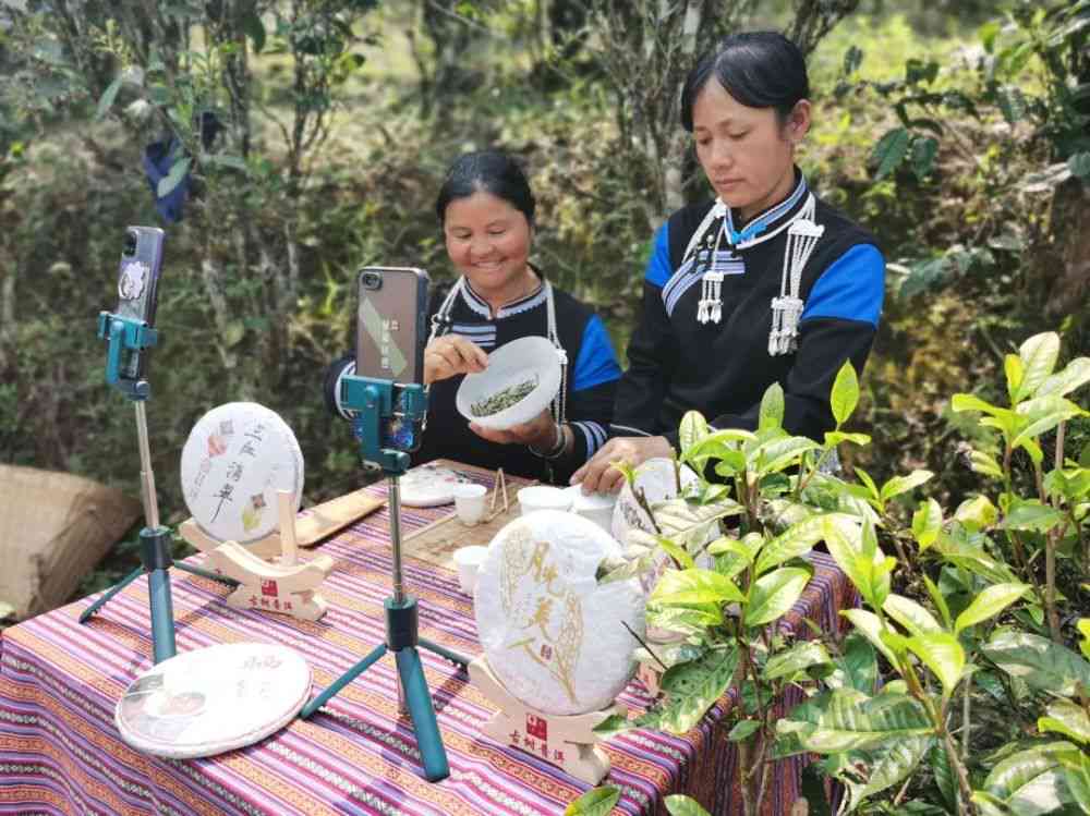 茶普洱茶直播云南