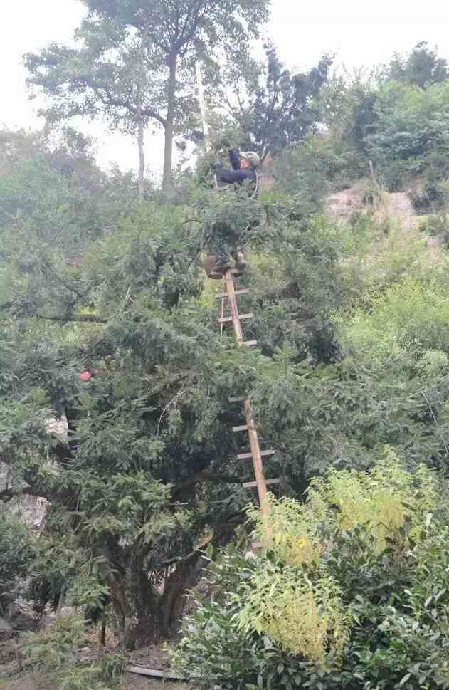 红印普洱茶：古树品种与价格指南，了解每斤多少钱？