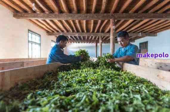 普洱茶源茶厂：探索高品质普洱茶的诞生之地，了解茶叶制作过程与工艺技术