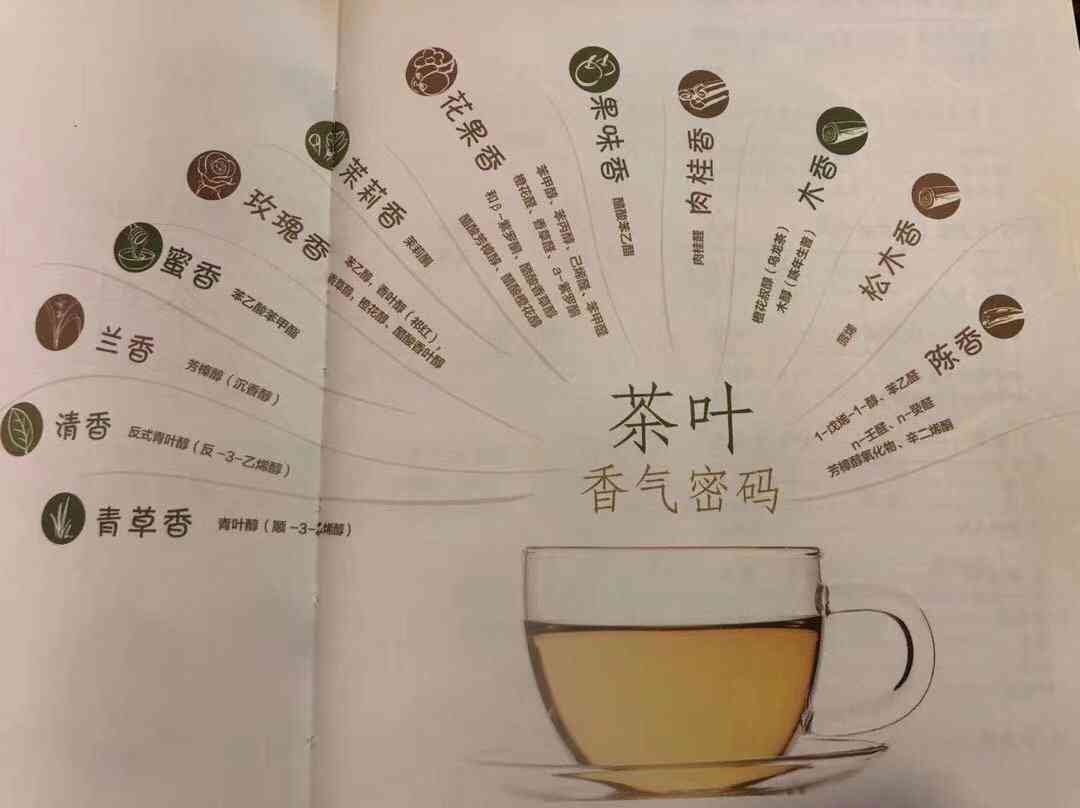 新生普洱茶：嗅觉中的革命，味蕾上的惊喜