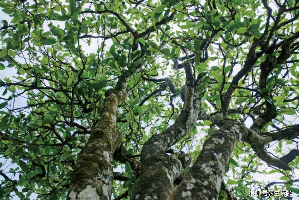 普洱茶小古树：品种、特点、品鉴及选购指南
