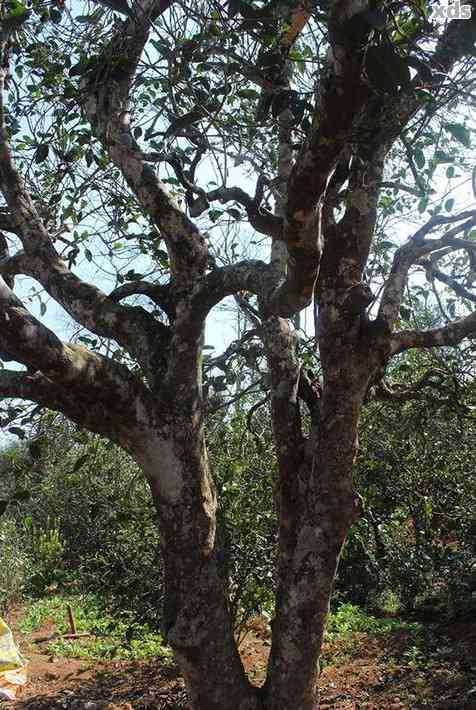 普洱茶小古树：种类与区别解析