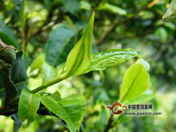 薄荷塘普洱茶口感特点，价格与古树纯料相关信息