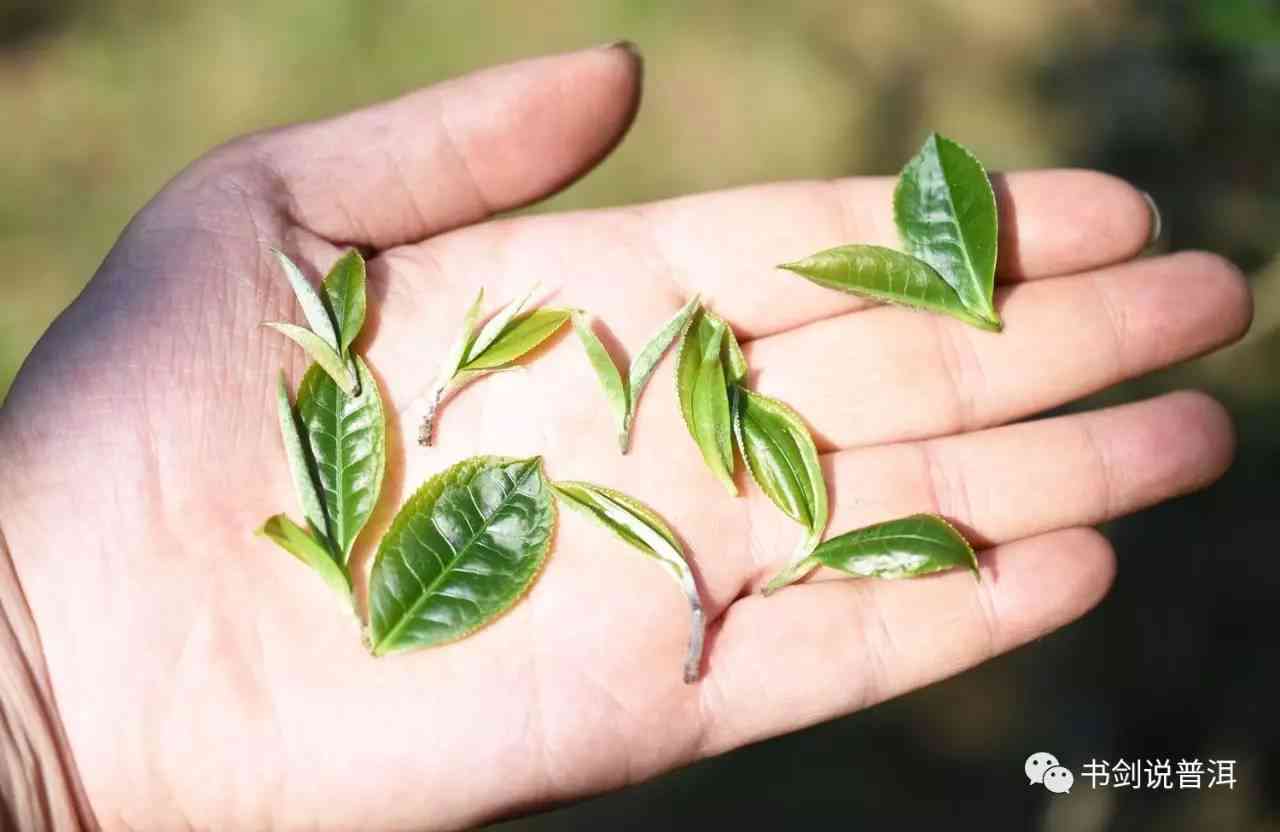 古树普洱茶与猫耳朵：一款独特茶叶的故事和冲泡方法