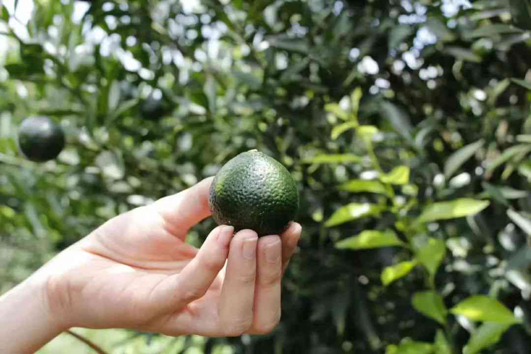 新会特产陈皮普洱茶：野生小青柑的独特魅力与风味