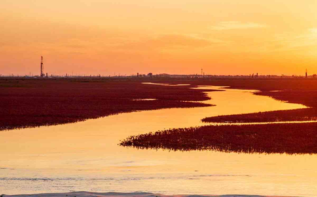 黄河之滨红，东营海岸线壮美风光