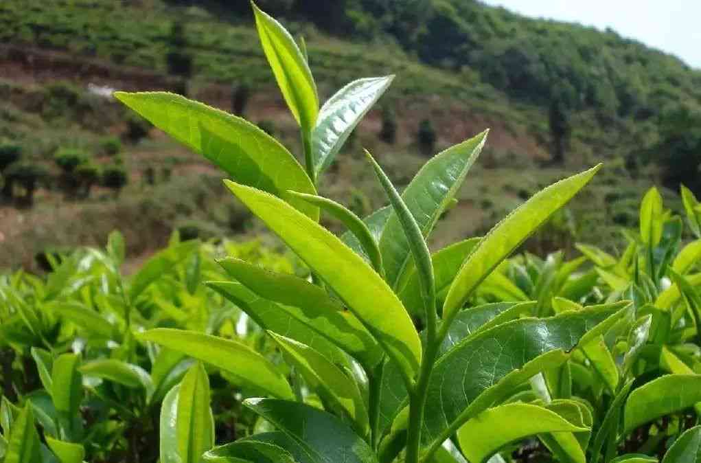 大雪山冰岛茶叶精制厂：探索高品质茶叶制作工艺与产地文化