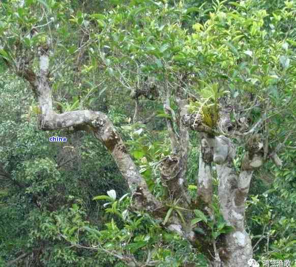 薄荷塘古树普洱茶：特点、价格、产区简介