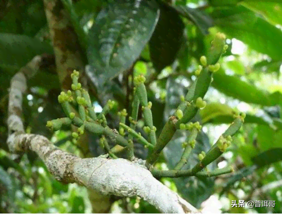 新普洱茶枝干的由来与品质的关系，如何挑选和鉴别？