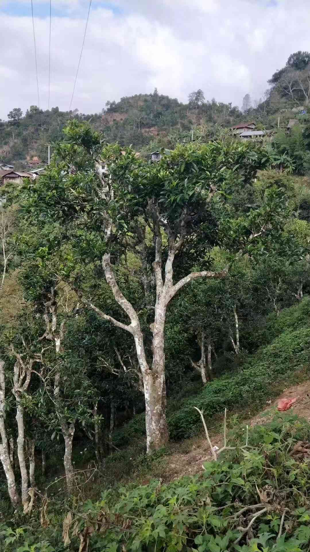 洞古树普洱茶：独特韵味与口感体验，你值得拥有！