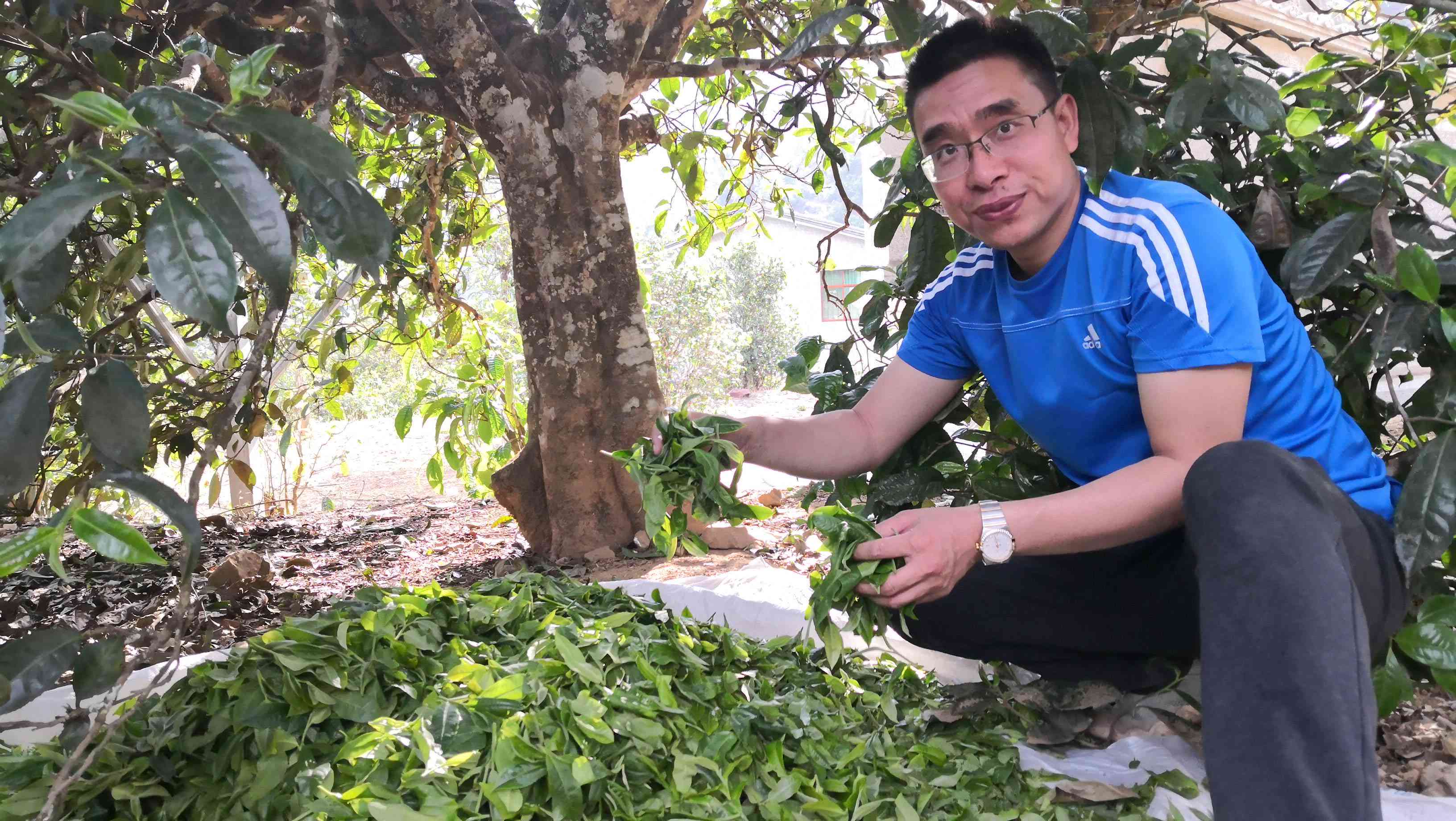 李亚鹏直播普洱茶回放