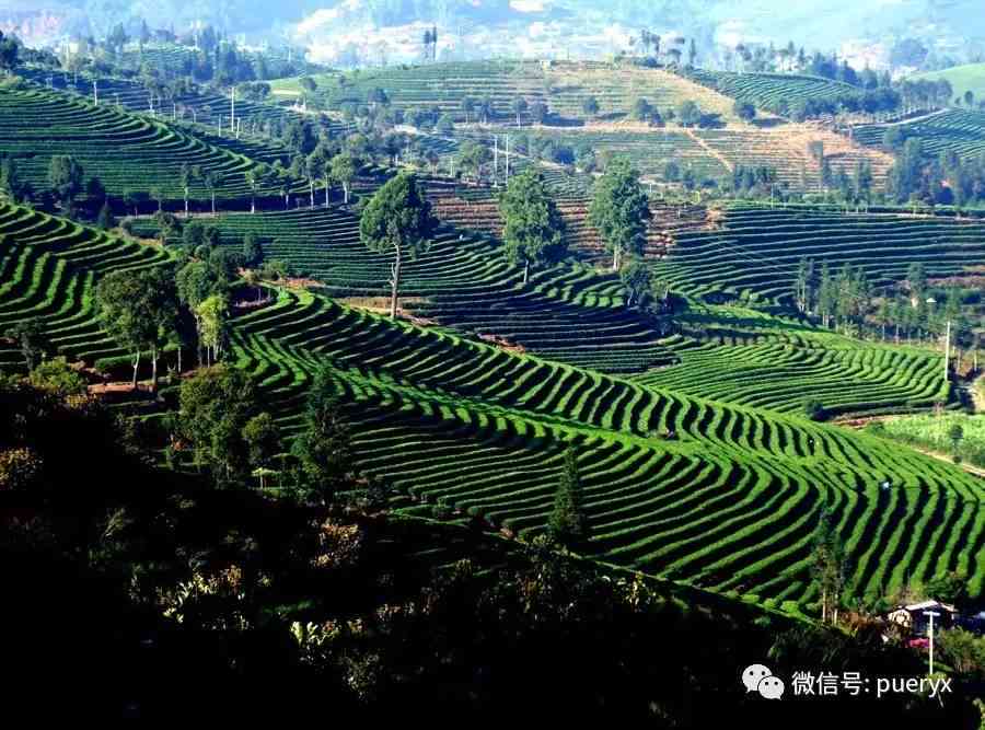 永兴普洱茶地界