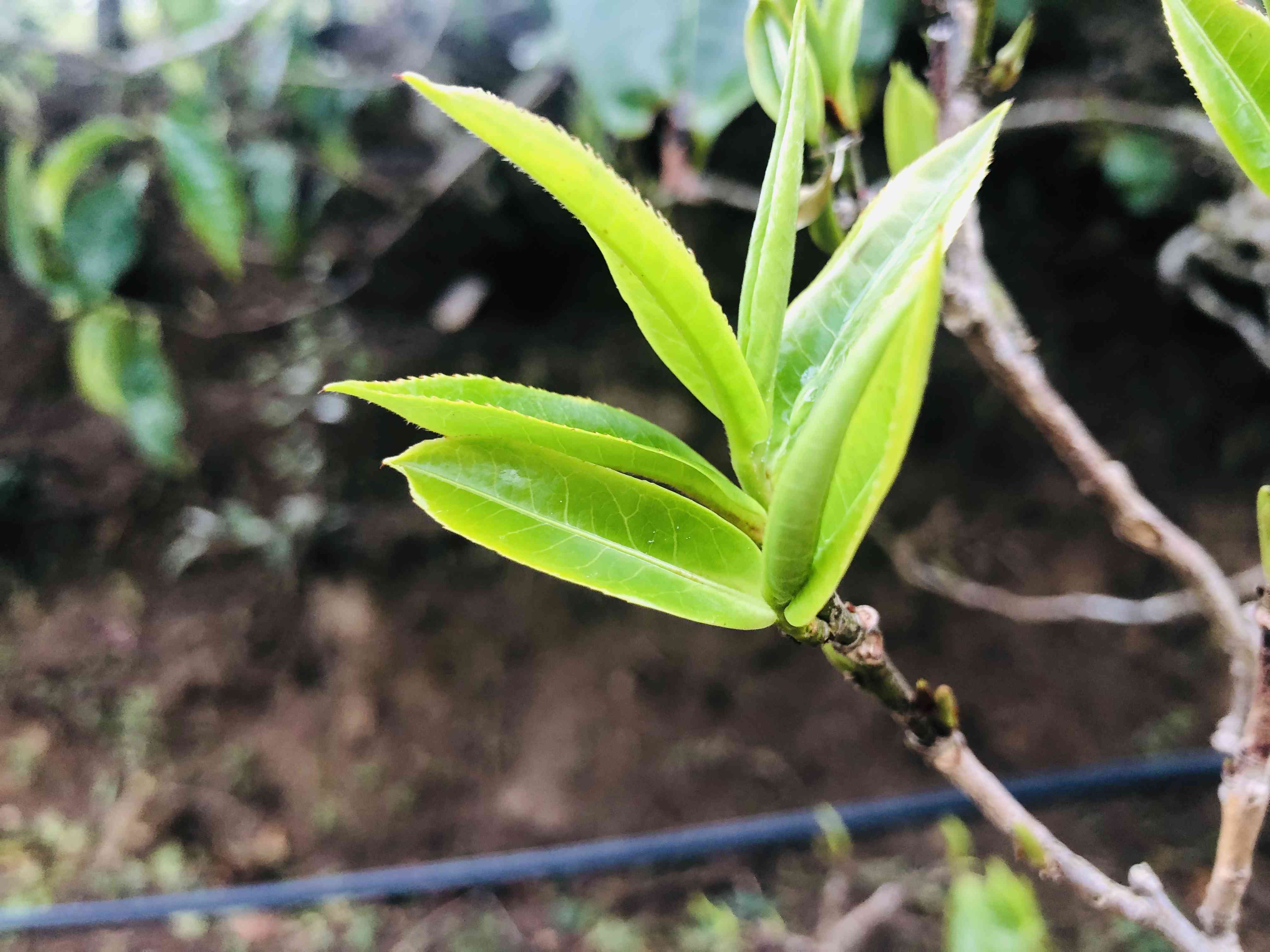 普洱茶圆的吗还是扁的好？普洱茶圆和扁哪个好喝？如何品尝普洱茶圆？