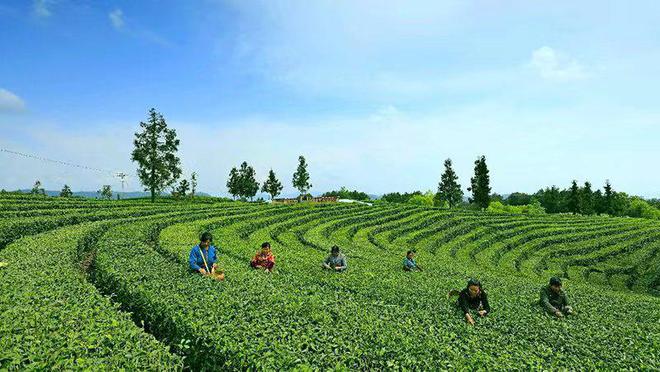 勐海大叶茶厂价格及品质全面解析：云南茶叶市场指南