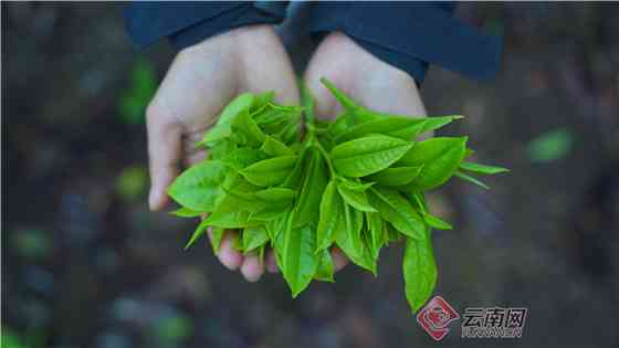 勐海大叶茶厂价格及品质全面解析：云南茶叶市场指南