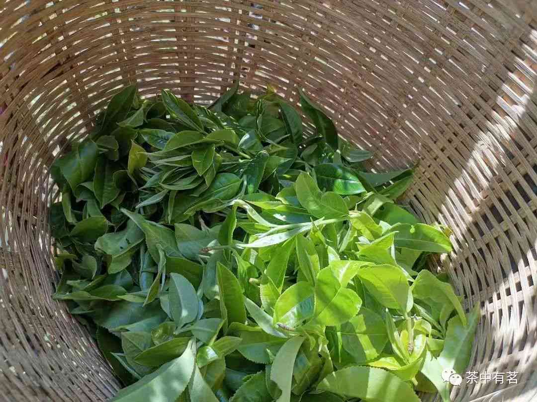 云南大叶种茶树：打造普洱茶的独特风味与属性